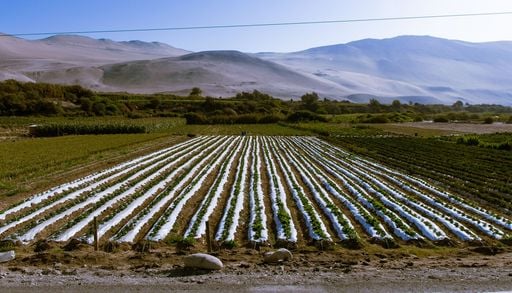 C&oacute;mo se cultiva en el lugar m&aacute;s &aacute;rido del planeta: el antiguo sistema agr&iacute;cola que sobrevive en Atacama