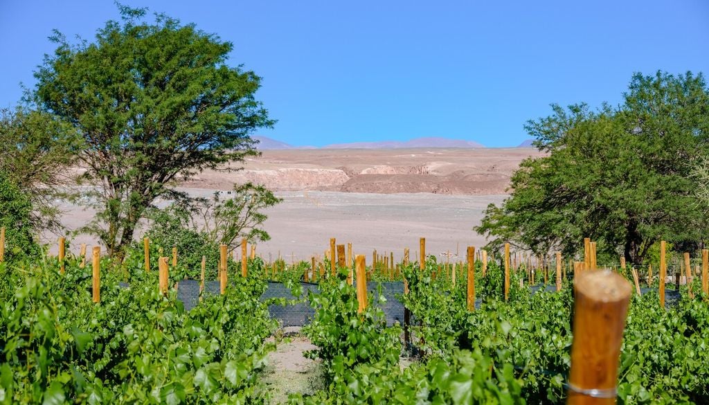 La agricultura ancestral del norte chileno demuestra cómo el conocimiento del territorio permitió habitar ambientes extremos.