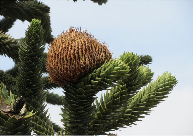 Conos y ramas de una araucaria Conos y ramas de una araucaria