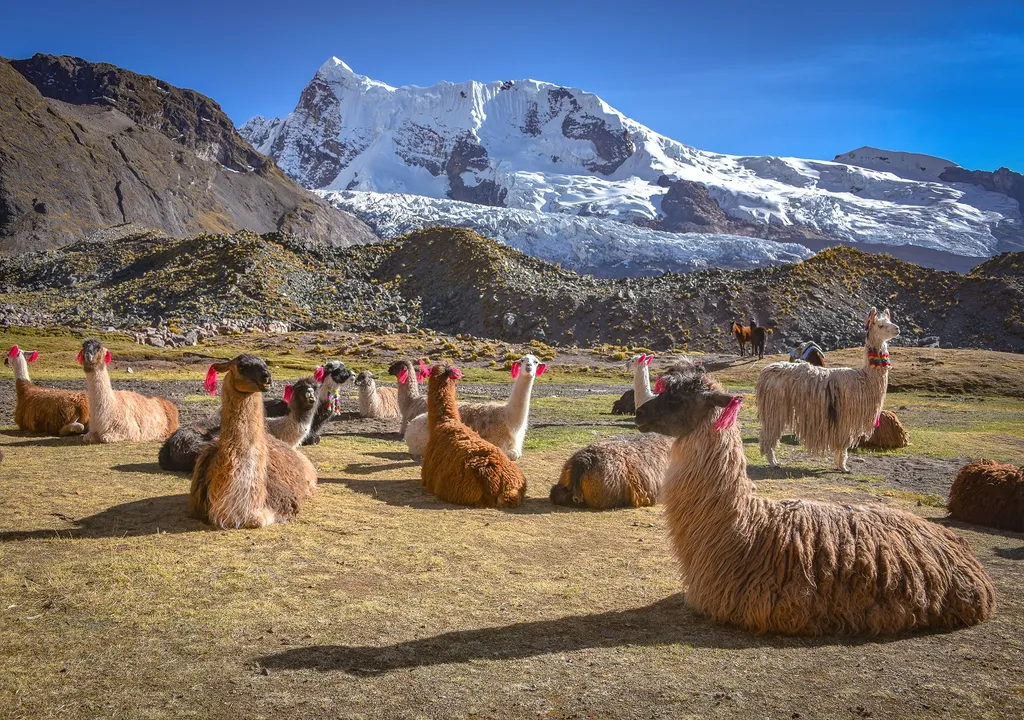 Cordillera de Los Andes, llamas, Perú
