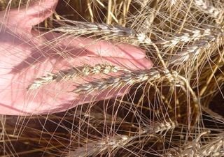 Cómo se gestó la campaña de trigo que puede quedar en la historia y qué puede pasar ahora con la gruesa