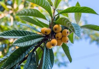 ¿Cómo se llama el árbol del níspero? El nombre científico y popular de esta fruta con colágeno y fibra