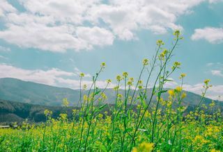 Como será a segunda quinzena de Fevereiro?