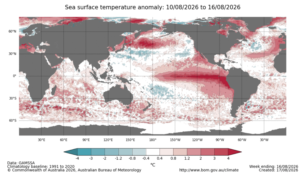Anomalia de temperatura da superfície do mar entre 10 e 16 de agosto de 2026, com destaque para uma ampla área acima de 4°C no centro-leste do Pacífico. Créditos: BoM. Anomalia de temperatura da superfície do mar entre 10 e 16 de agosto de 2026, com destaque para uma ampla área acima de 4°C no centro-leste do Pacífico. Créditos: BoM.