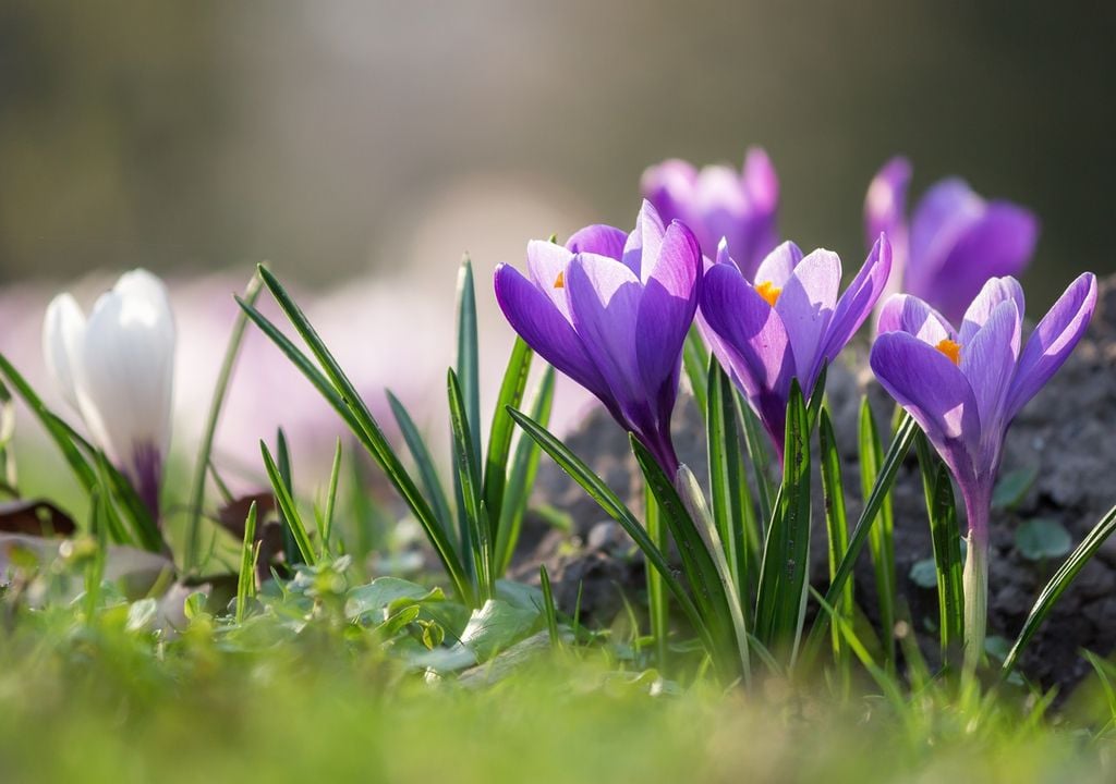 flores moradas y blancas abiertas sobre el suelo con pasto verde