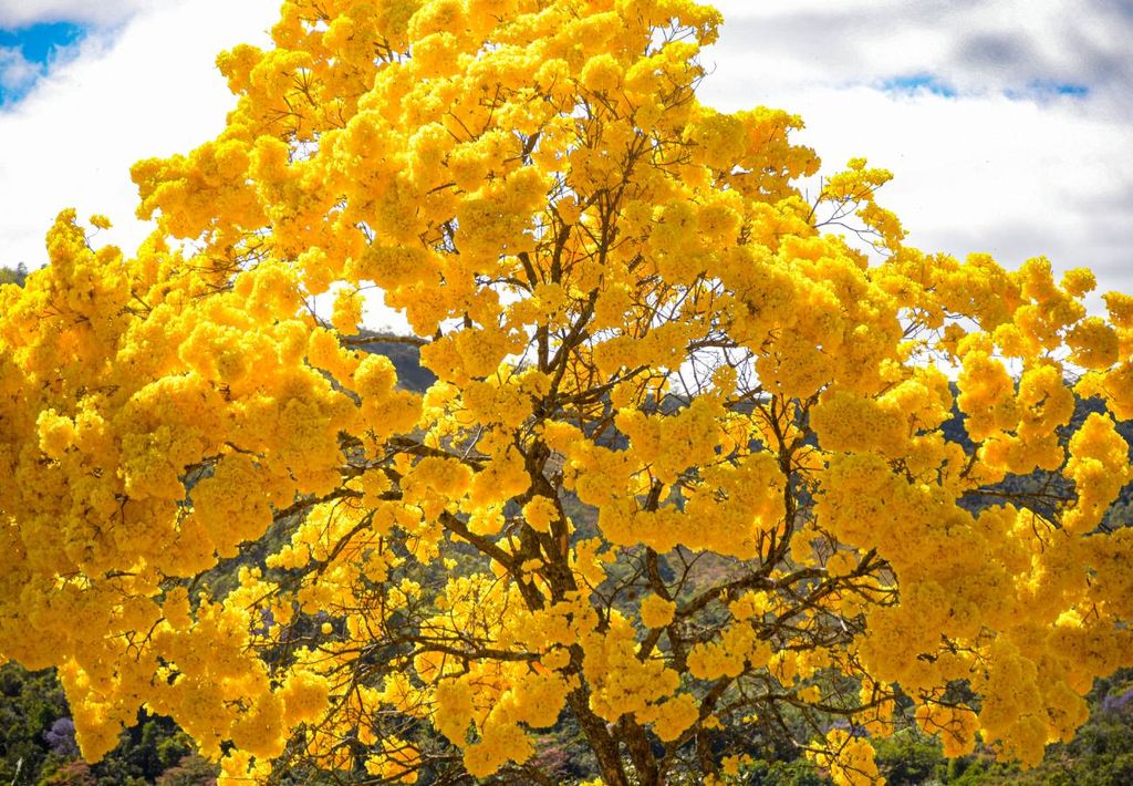 Setembro é o primeiro mês da primavera meteorológica - e também o mês de florada dos ipês. Setembro é o primeiro mês da primavera meteorológica - e também o mês de florada dos ipês.