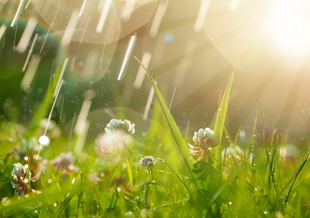 Fotografia de chuva e Sol em um campo florido.