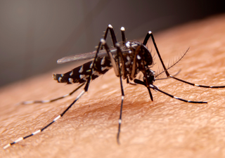 ¿Cómo sobreviven los mosquitos a la sequía? Los científicos descubren su sorprendente truco