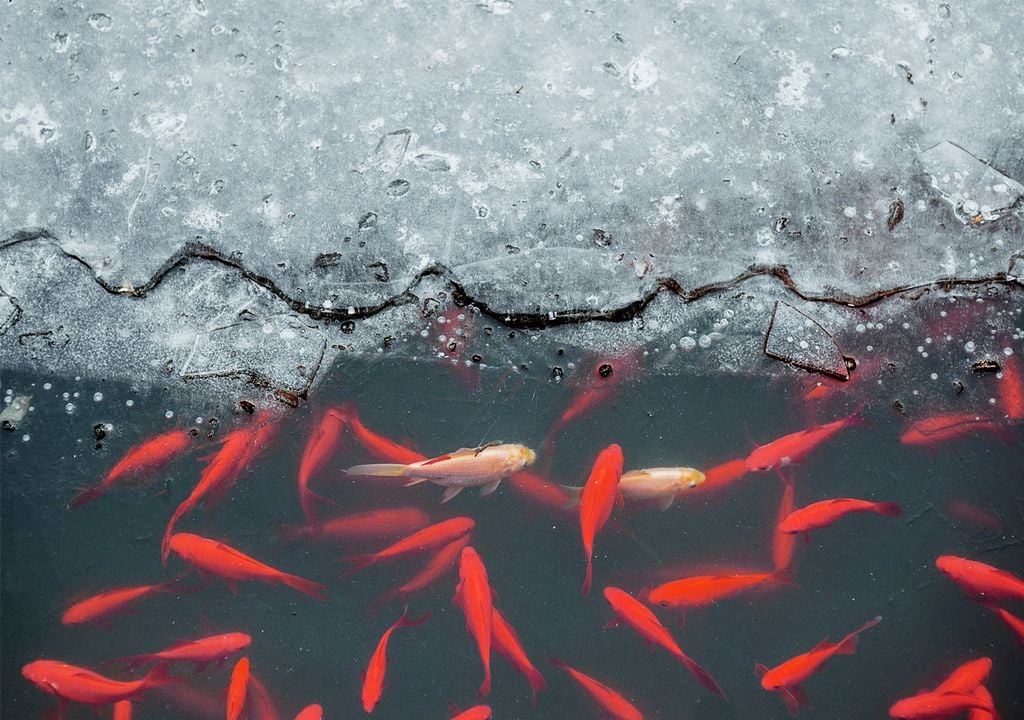Peixe em um lago congelado