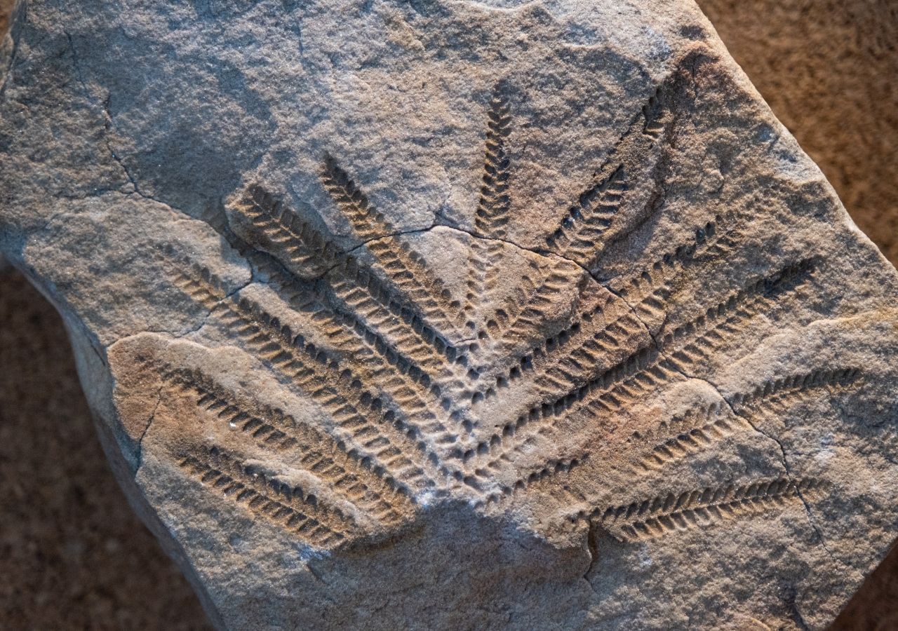 Cientistas conseguiram reconstruir como as plantas sobreviveram às extinções em massa.