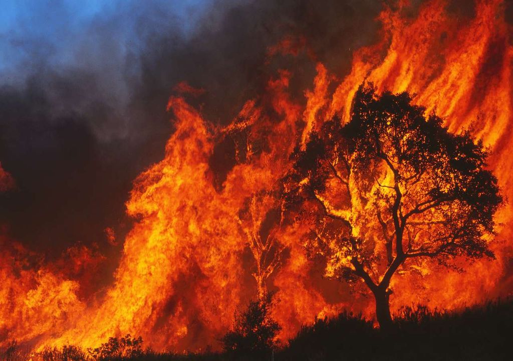 Incendio forestal Incendio forestal
