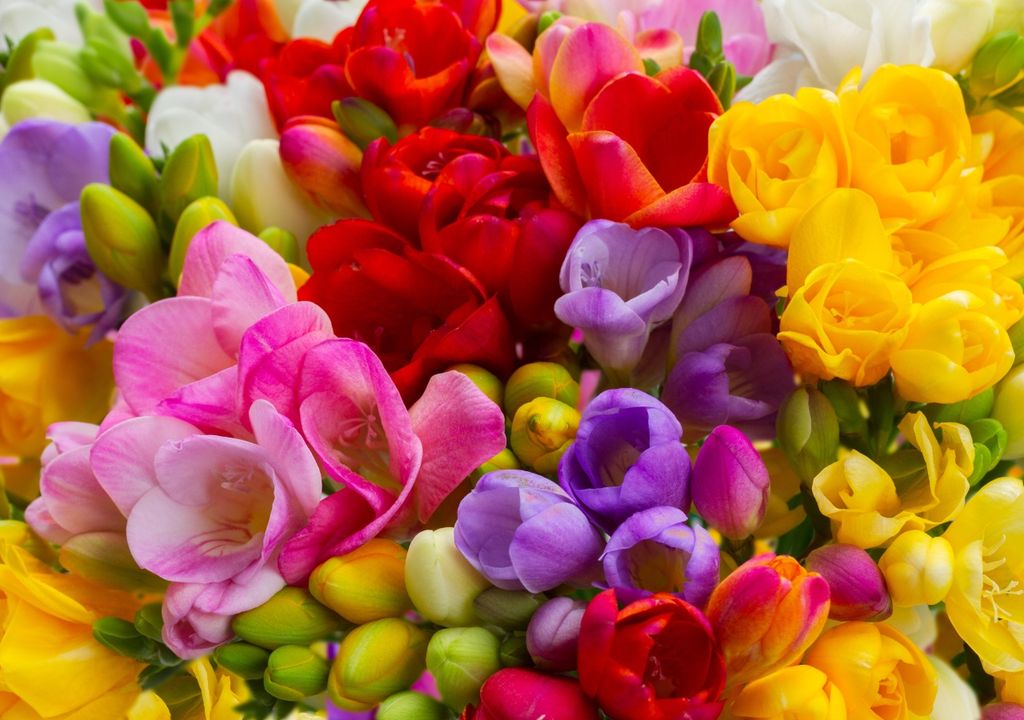 fresias fresias