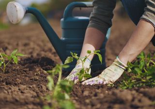 ¿Cómo tener un jardín perfecto en mayo? Estas son las mejores flores, verduras y hierbas para plantar durante el mes