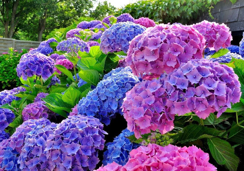 bella hortensia bella hortensia