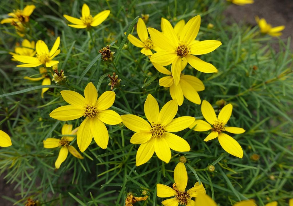 coreopsis coreopsis