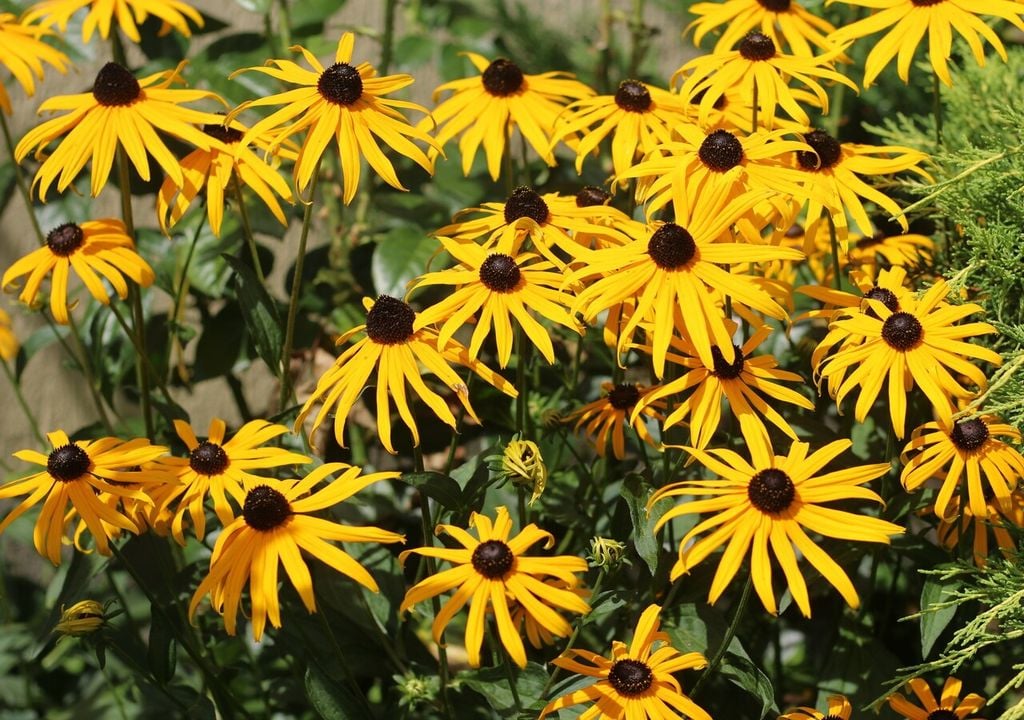 rudbekia rudbekia
