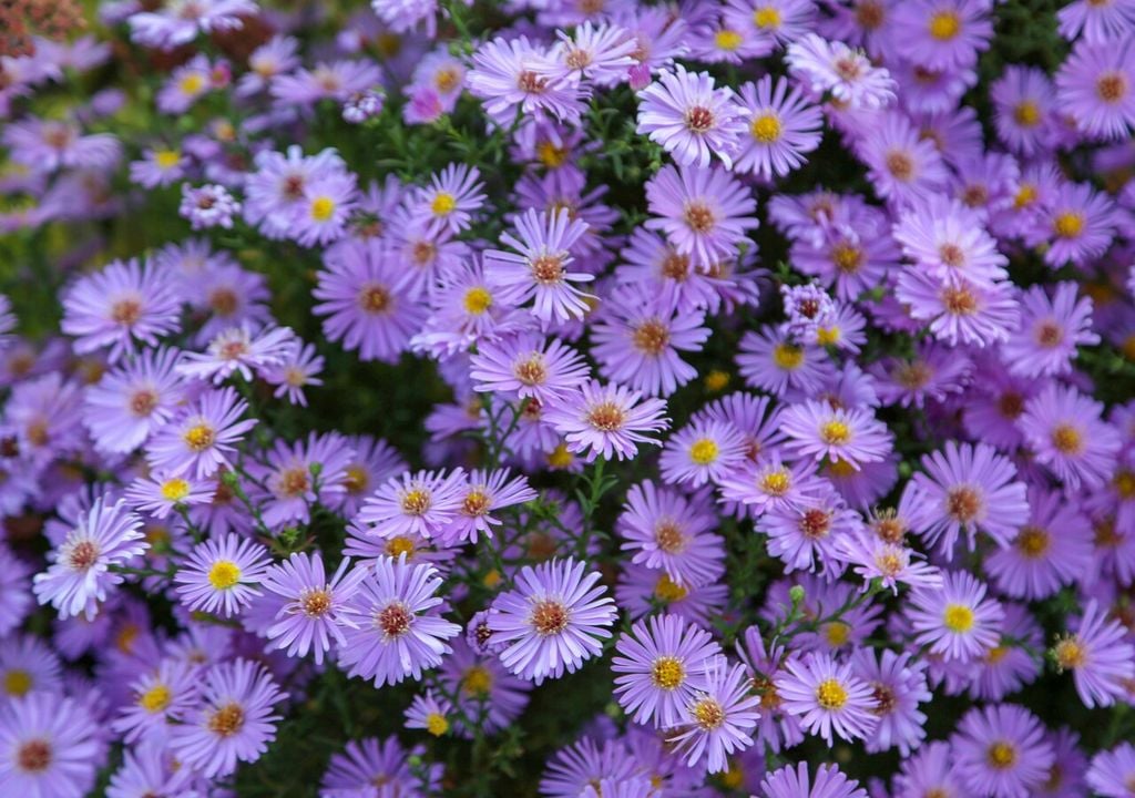 aster flor aster flor