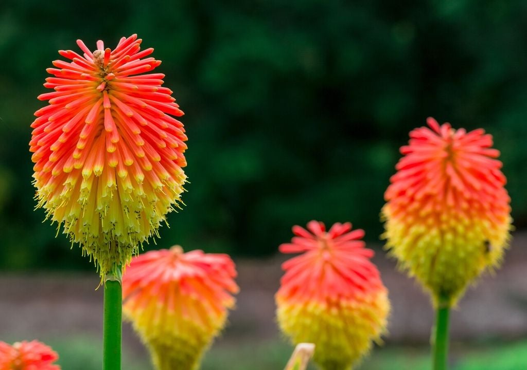 antorcha flor antorcha flor