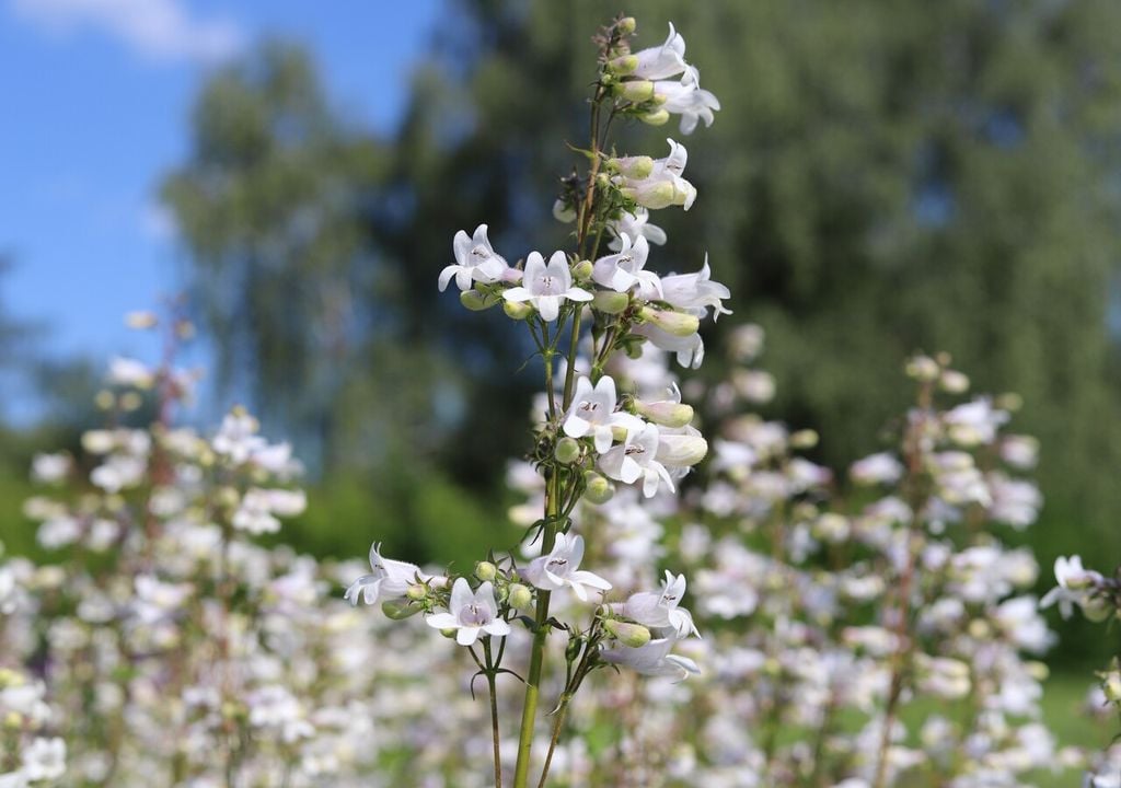 penstemon penstemon