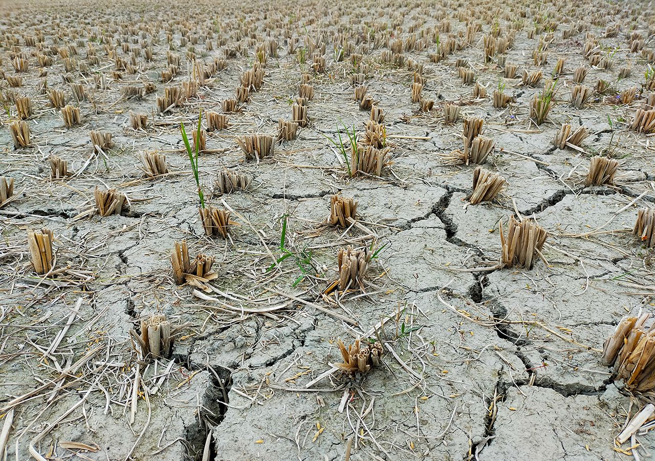 Cómo terminará el año?, ¿aflojará la sequía en Argentina?