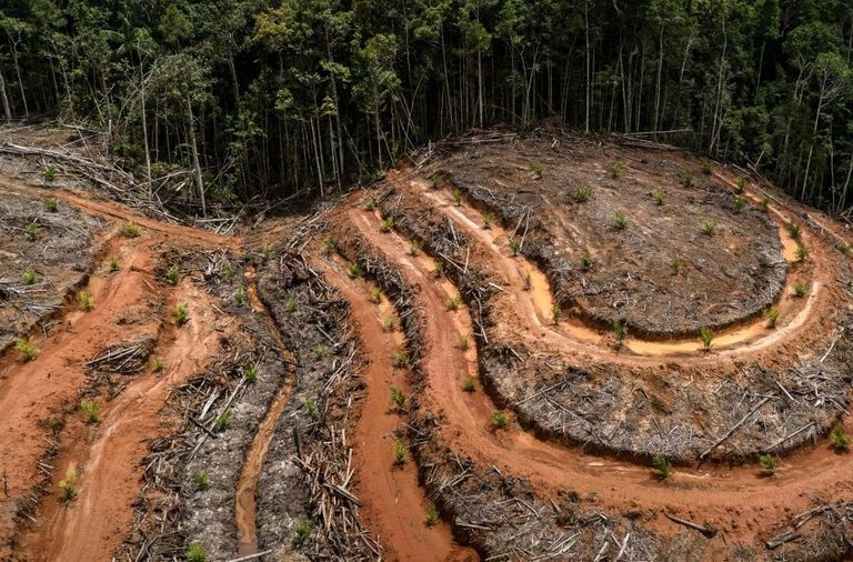 Como ha afirmado la secretaria ejecutiva de la Convención de las Naciones Unidas sobre la Diversidad Biológica, “la pérdida de biodiversidad es un asesinato silencioso y una amenaza tan grave como el cambio climático”. Fuente: Greenpeace. Como ha afirmado la secretaria ejecutiva de la Convención de las Naciones Unidas sobre la Diversidad Biológica, “la pérdida de biodiversidad es un asesinato silencioso y una amenaza tan grave como el cambio climático”. Fuente: Greenpeace.