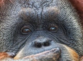Cómo una caja de galletas hace desaparecer el hogar de los orangutanes
