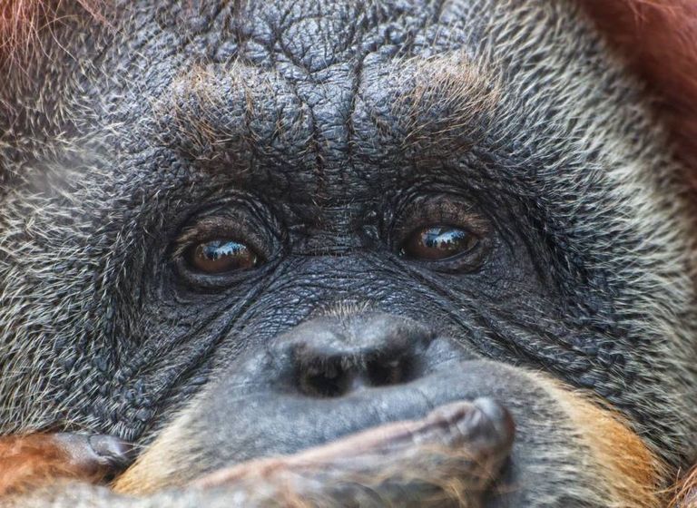 La expansión de la palma aceitera podría afectar al 54% de los mamíferos amenazados y al 64% de las aves amenazadas en todo el mundo. La expansión de la palma aceitera podría afectar al 54% de los mamíferos amenazados y al 64% de las aves amenazadas en todo el mundo.