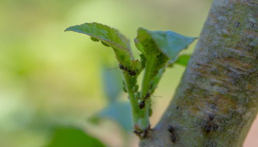 C&oacute;mo usar bicarbonato y az&uacute;car contra las hormigas del jard&iacute;n, y por qu&eacute; no es una soluci&oacute;n definitiva