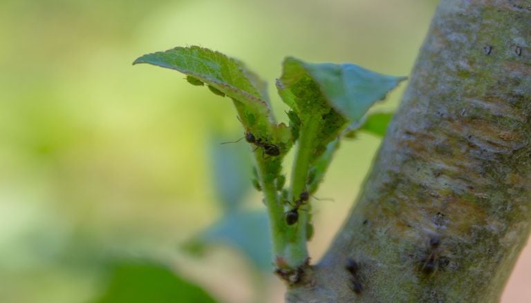 C&oacute;mo usar bicarbonato y az&uacute;car contra las hormigas del jard&iacute;n, y por qu&eacute; no es una soluci&oacute;n definitiva
