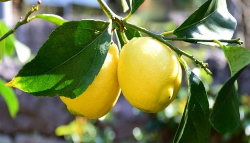 C&oacute;mo usar el agua de hervir verduras para hacer florecer tu limonero y acelerar su crecimiento