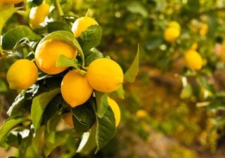 Cómo usar papel de aluminio para cuidar tu limonero y mantenerlo sano 