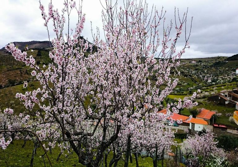 Amendoeira em flor no Norte de Portugal continental Amendoeira em flor no Norte de Portugal continental