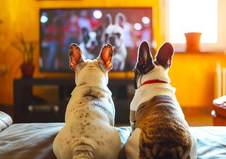 ¿Cómo ven realmente los perros? Un estudio científico aporta datos clave sobre su visión y percepción del color