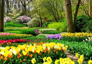 Los tulipanes ya florecen en el Jardín Botánico de Madrid: así puedes verlos gratis esta primavera
