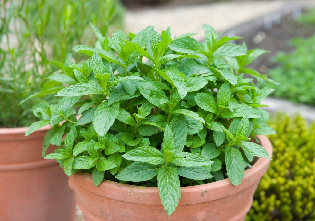 menta1 menta1