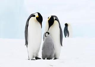 Comportamento estranho dos pinguins jovens é capturado pela primeira vez em vídeo