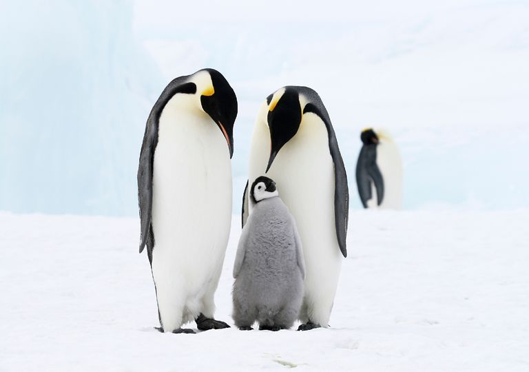 Un extraño comportamiento de pingüinos jovenes, captado en vídeo por primera vez