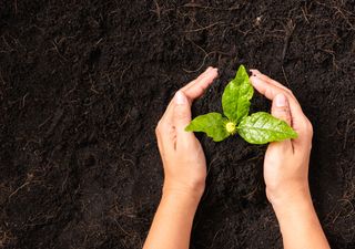 Menschliche Kompostierung, eine "grünere" Alternative für die Umwelt?