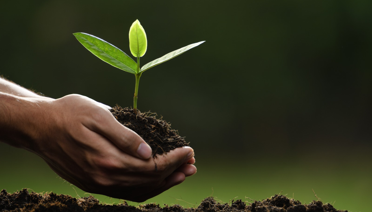 El compostaje humano permite devolver nutrientes al suelo para favorecer el crecimiento vegetal.