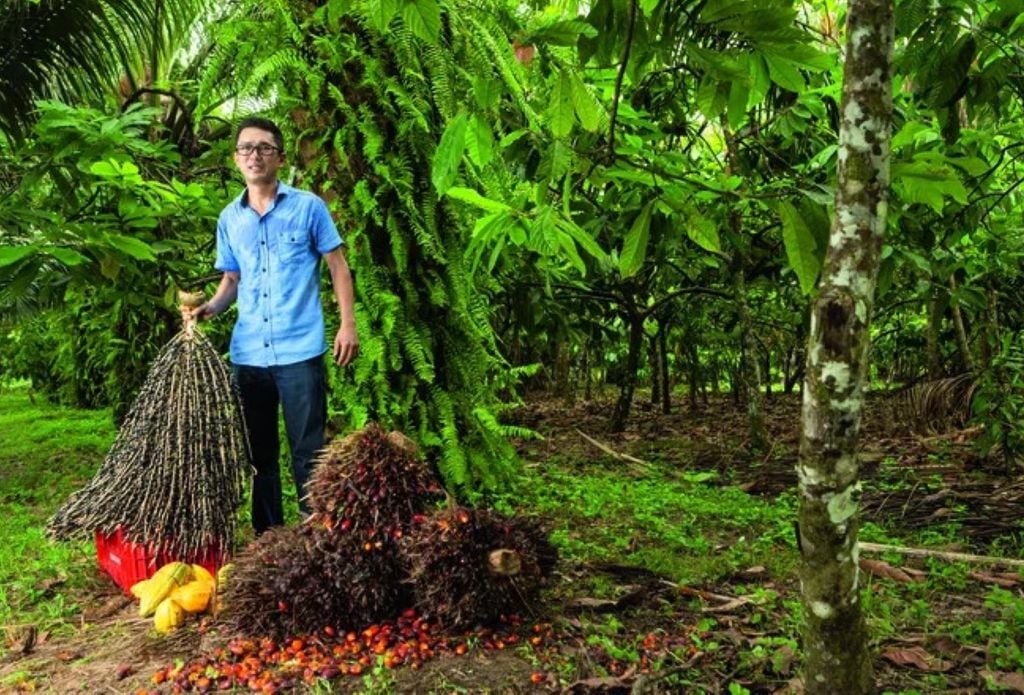O engenheiro agrônomo Jailson Takamatsu cultiva dendê, açaí e cacau em sistema agroflorestal (Foto: Fernando Martinho) O engenheiro agrônomo Jailson Takamatsu cultiva dendê, açaí e cacau em sistema agroflorestal. Crédito: Fernando Martinho