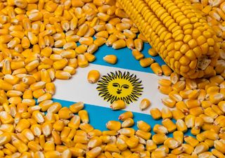 Con la ayuda de "El Niño", el maíz va por un nuevo récord productivo en Argentina