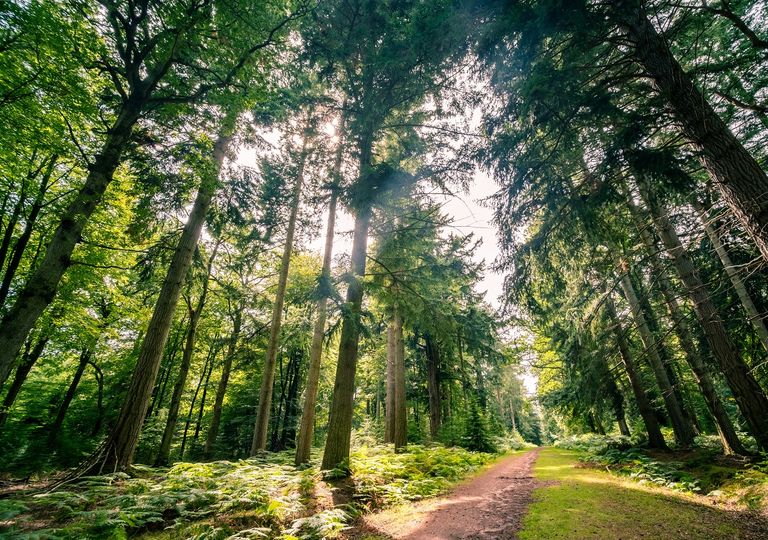 Los bosques son imprescindibles para la salud humana Los bosques son imprescindibles para la salud humana