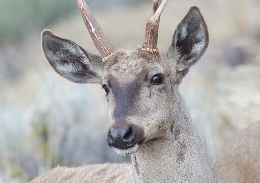 Con drones y sensores: as&iacute; buscan a una de las especies &ldquo;invisibles&rdquo; de la Patagonia y que est&aacute; en peligro de extinci&oacute;n