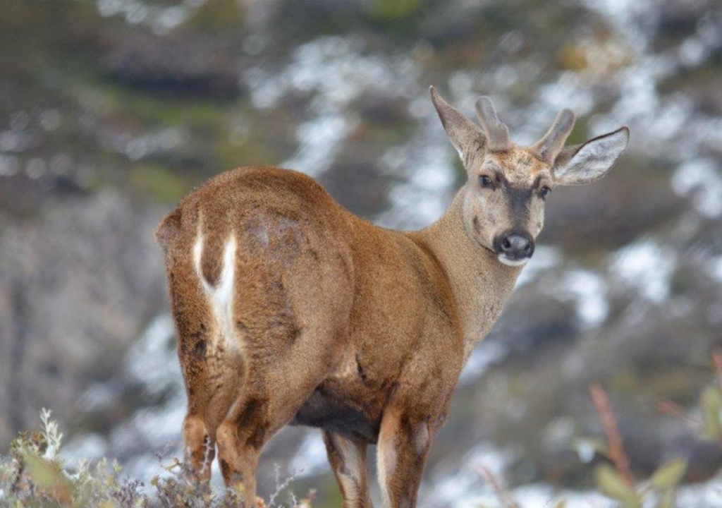 Huemul Se estiman que quedan solo entre 1.500 y 2.000 huemules y únicamente viven en Argentina y Chile. Foto: Alejandro Vila - WCS