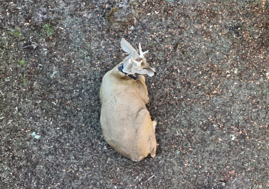 Huemul Desde la llegada de los colonizadores europeos se estima que la población de huemules se ha reducido 99%. Foto: Gentileza WCS Argentina