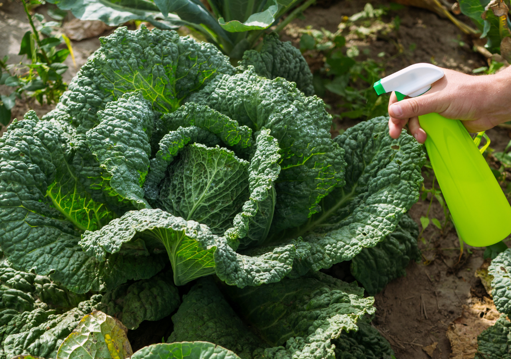 Es recomendable aplicar insecticidas orgánicos de manera preventiva para reducir hasta 60% infestaciones iniciales.