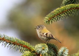 Con i suoi 8 centimetri e 5 grammi di peso è l'uccello più piccolo d'Europa, alla scoperta del regolo