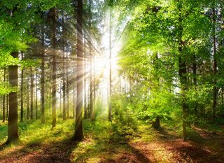 Con quale efficienza le piante "catturano" il carbonio? Un nuovo studio lo rivela