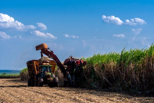 Conab ajusta safra da cana: chuva de novembro vira fator decisivo; confira