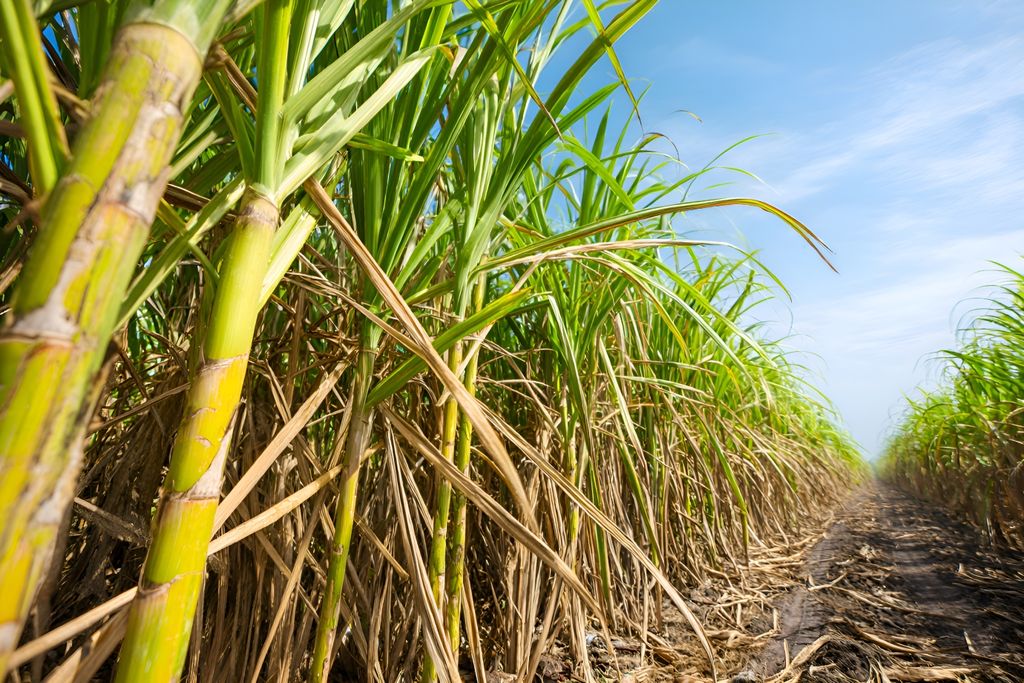 Açúcares Totais Recuperáveis (ATR) definem o rendimento e a qualidade da cana colhida.